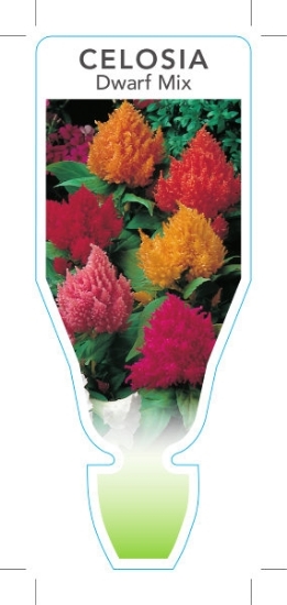 Picture of ANNUAL CELOSIA DWARF MIX (Celosia plumosa)                                                                                                            