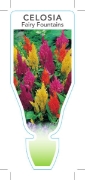 Picture of ANNUAL CELOSIA FAIRY FOUNTAINS MIXED (Celosia plumosa)                                                                                                
