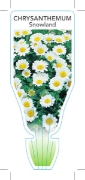 Picture of CHRYSANTHEMUM SNOWLAND (Leucanthemum paludosum)                                                                                                       
