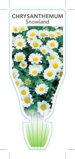 Picture of CHRYSANTHEMUM SNOWLAND (Leucanthemum paludosum)                                                                                                       