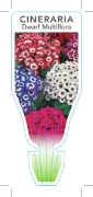 Picture of CINERARIA DWARF MULTIFLORA MIXED                                                                                                                      
