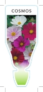 Picture of ANNUAL COSMOS (Cosmos Sp.)                                                                                                                            