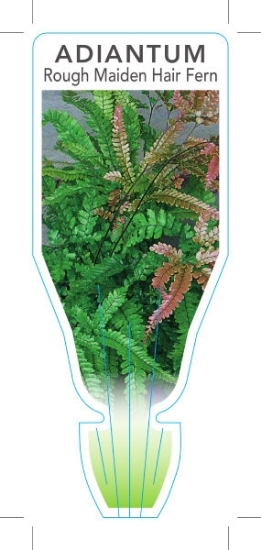 Picture of FERN ADIANTUM HISPIDULUM ROUGH MAIDENHAIR                                                                                                             