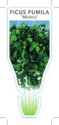 Picture of **HOUSEPLANT FICUS PUMILA MINIMA                                                                                                                      
