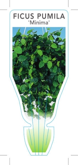 Picture of **HOUSEPLANT FICUS PUMILA MINIMA                                                                                                                      