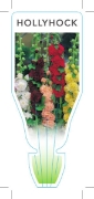 Picture of ANNUAL HOLLYHOCK (Alcea rosea)                                                                                                                        