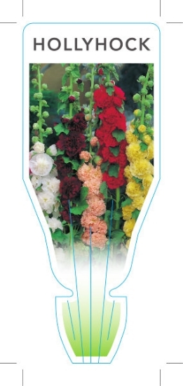 Picture of ANNUAL HOLLYHOCK (Alcea rosea)                                                                                                                        