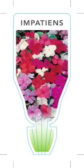 Picture of ANNUAL IMPATIENS MIXED (Impatiens walleriana)                                                                                                         
