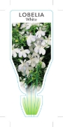 Picture of ANNUAL LOBELIA WHITE (Lobelia erinus)                                                                                                                 