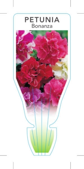 Picture of ANNUAL PETUNIA BONANZA (Petunia x hybrida)                                                                                                            