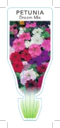 Picture of PETUNIA DREAMS MIX                                                                                                                                    