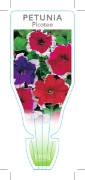 Picture of ANNUAL PETUNIA PICOTEE MIXED (Petunia x hybrida)                                                                                                      