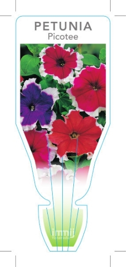 Picture of ANNUAL PETUNIA PICOTEE MIXED (Petunia x hybrida)                                                                                                      