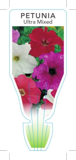 Picture of ANNUAL PETUNIA ULTRA MIXED (Petunia x hybrida)                                                                                                        