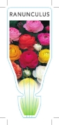 Picture of BULB RANUNCULUS                                                                                                                                       