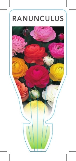 Picture of BULB RANUNCULUS                                                                                                                                       