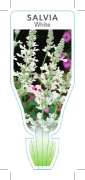 Picture of ANNUAL SALVIA WHITE (Salvia farinacea)                                                                                                                