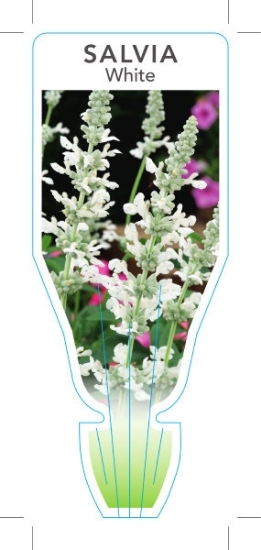 Picture of ANNUAL SALVIA WHITE (Salvia farinacea)                                                                                                                