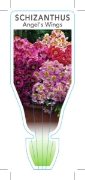 Picture of ANNUAL SCHIZANTHUS ANGELS WINGS                                                                                                                       