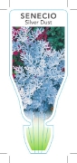 Picture of CINERARIA SILVER DUST (Senecio cineraria)                                                                                                             
