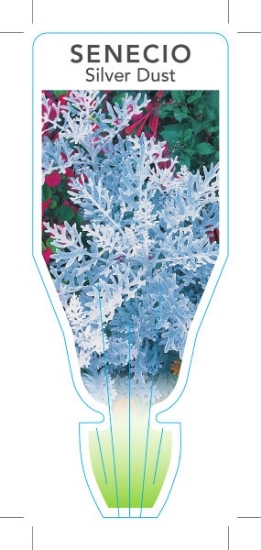 Picture of CINERARIA SILVER DUST (Senecio cineraria)                                                                                                             