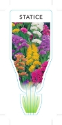 Picture of ANNUAL STATICE MIXED PICTURE (Limonium Sp.)                                                                                                           