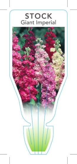 Picture of ANNUAL STOCK GIANT IMPERIAL (Matthiola incana)                                                                                                        
