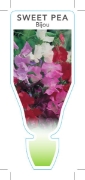 Picture of ANNUAL SWEET PEA BIJOU (Lathyrus odoratus)                                                                                                            