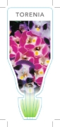Picture of TORENIA MIXED PICTURE (Torenia Sp.)                                                                                                                   