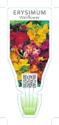 Picture of ANNUAL WALLFLOWER MIXED PICTURE (Erysimum Sp.)                                                                                                        