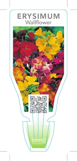 Picture of ANNUAL WALLFLOWER MIXED PICTURE (Erysimum Sp.)                                                                                                        