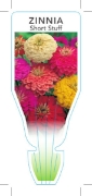 Picture of ZINNIA SHORT STUFF (Zinnia elegans)                                                                                                                   