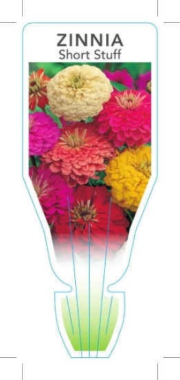 Picture of ZINNIA SHORT STUFF (Zinnia elegans)                                                                                                                   