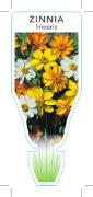 Picture of ANNUAL ZINNIA  (SYN Z. linearis)                                                                                                                      