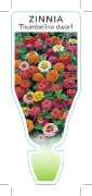 Picture of ANNUAL ZINNIA THUMBELINA DWARF MIXED (Zinnia elegans)                                                                                                 