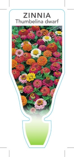 Picture of ANNUAL ZINNIA THUMBELINA DWARF MIXED (Zinnia elegans)                                                                                                 
