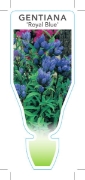 Picture of GENTIANA TRIFLORA ROYAL BLUE                                                                                                                          