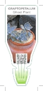 Picture of GRAPTOPETALUM PARAGUAYENSE GHOST PLANT                                                                                                                