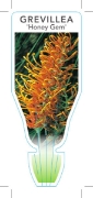 Picture of GREVILLEA HONEY GEM                                                                                                                                   