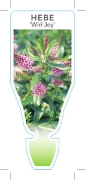 Picture of HEBE WIRI JOY                                                                                                                                         