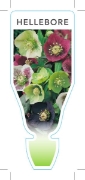 Picture of HELLEBORUS ORIENTALIS HELLEBORE                                                                                                                       