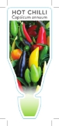 Picture of VEGETABLE CHILLI HOT (Capsicum annuum)                                                                                                                