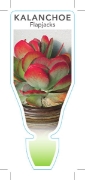 Picture of SUCCULENT KALANCHOE THYRSIFLORA FLAPJACKS                                                                                                             