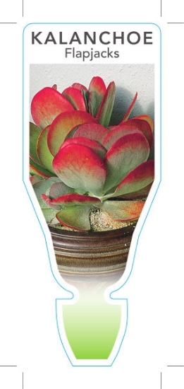 Picture of SUCCULENT KALANCHOE THYRSIFLORA FLAPJACKS                                                                                                             