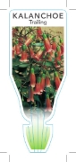 Picture of SUCCULENT KALANCHOE TRAILING                                                                                                                          