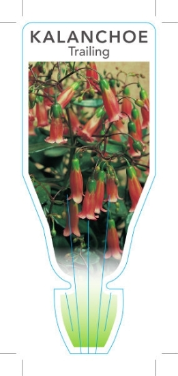 Picture of SUCCULENT KALANCHOE TRAILING                                                                                                                          