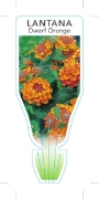 Picture of LANTANA DWARF ORANGE                                                                                                                                  