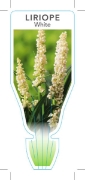Picture of LIRIOPE MUSCARI WHITE                                                                                                                                 