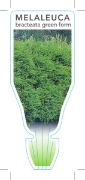 Picture of MELALEUCA BRACTEATA GREEN FORM BLACK TEA TREE                                                                                                         