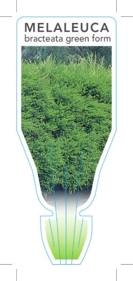 Picture of MELALEUCA BRACTEATA GREEN FORM BLACK TEA TREE                                                                                                         